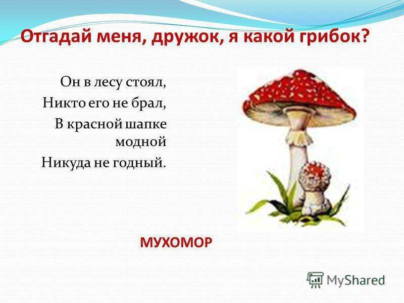 Детям о грибах: грибы в сказках, рассказах, видео, картинках и заданиях для детей