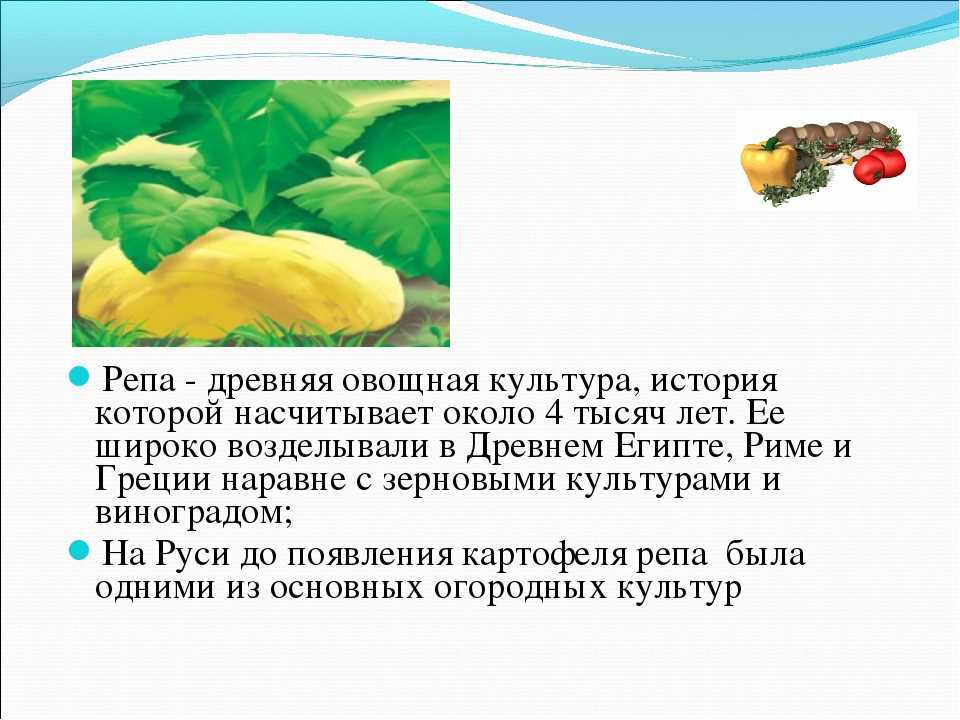 В сказке Репка говорится о том, что дед, который посадил репку, остался доволен выращенным урожаем Репка выросла на славу, большая и крепкая И надо было её