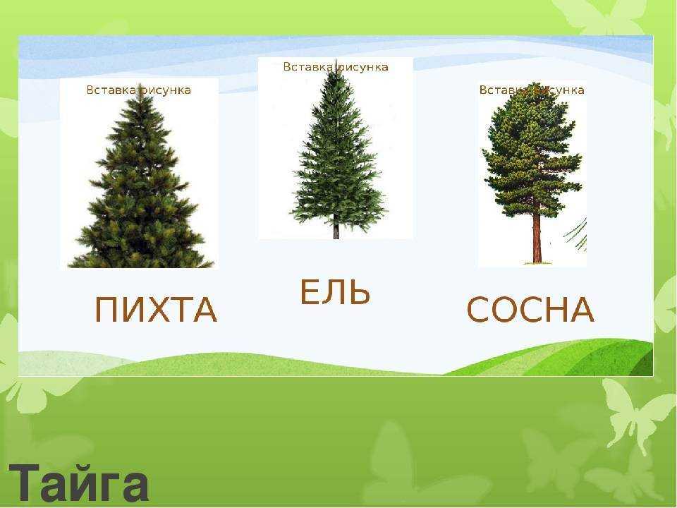 Ель — сообщение о дереве: описание, где растёт, как размножается и используется ёлка