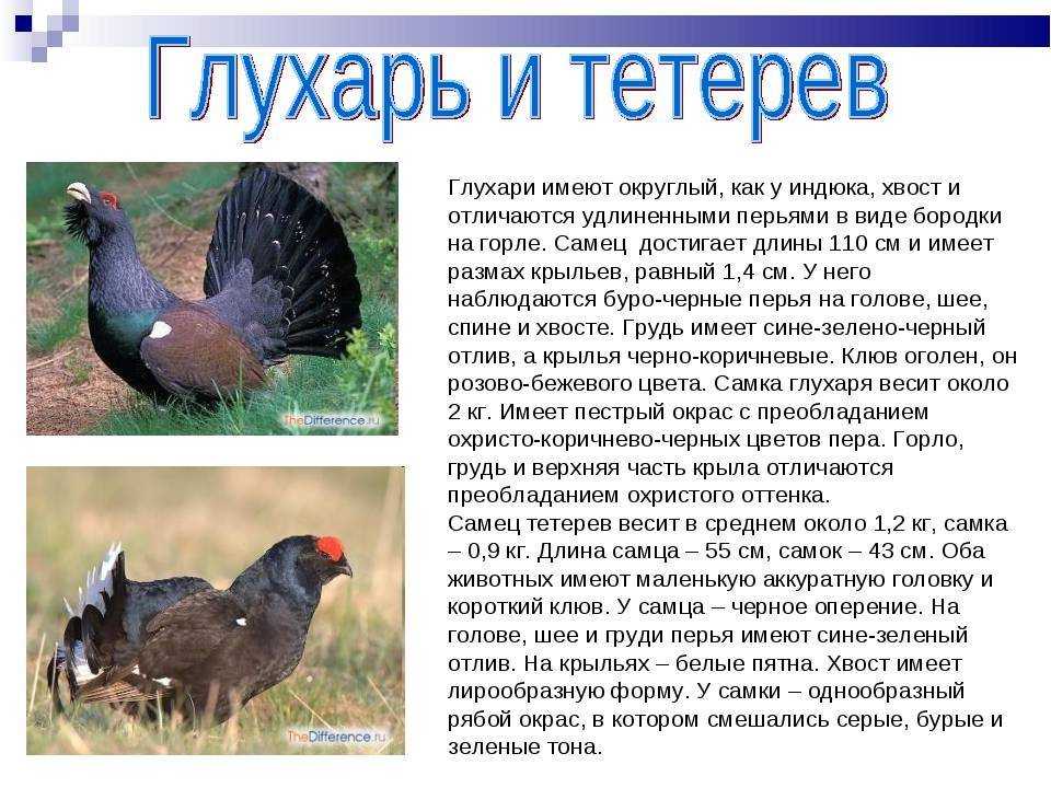 Тетерев: фото птицы и описание, ареал обитания