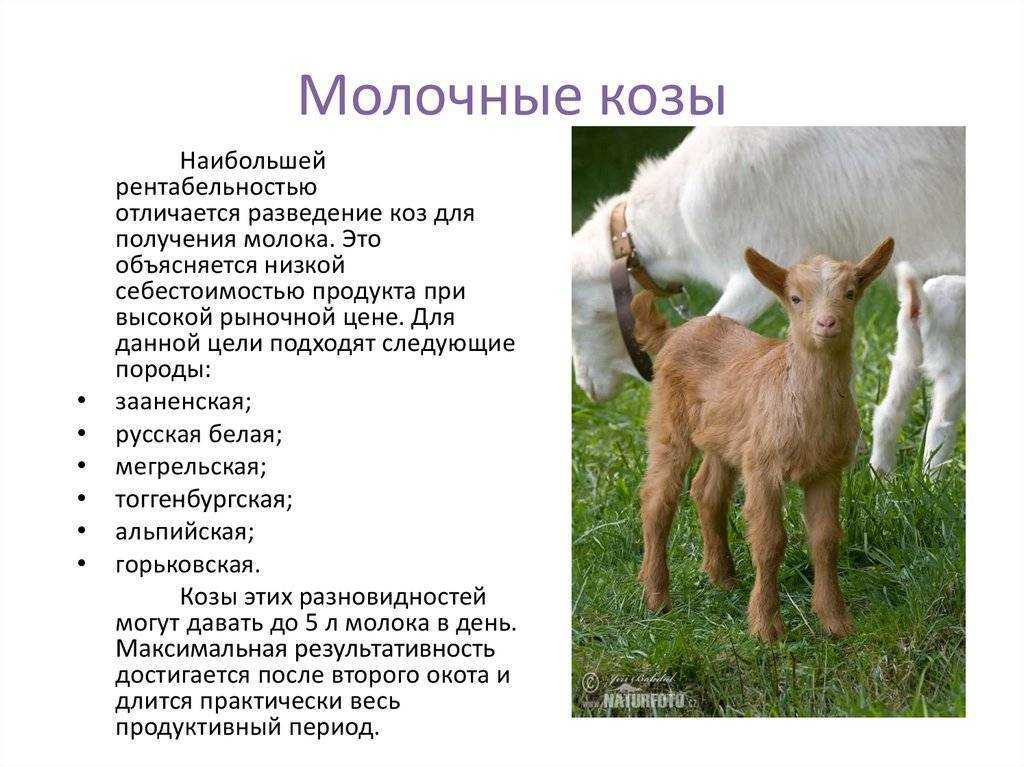 Какую козу дети знают лучше всего Конечно же, Козу-дерезу Хотя примерным характером эта Коза совсем не отличается Почему им знакома именно это особа Потому