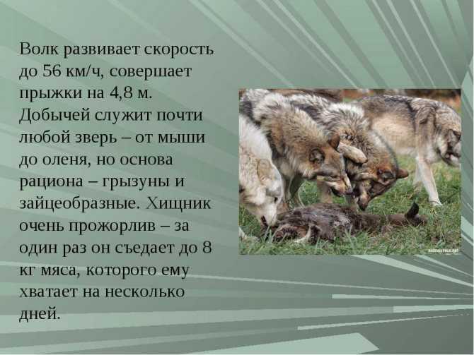 Как отличить волка от собаки внешне: сравнение размеров