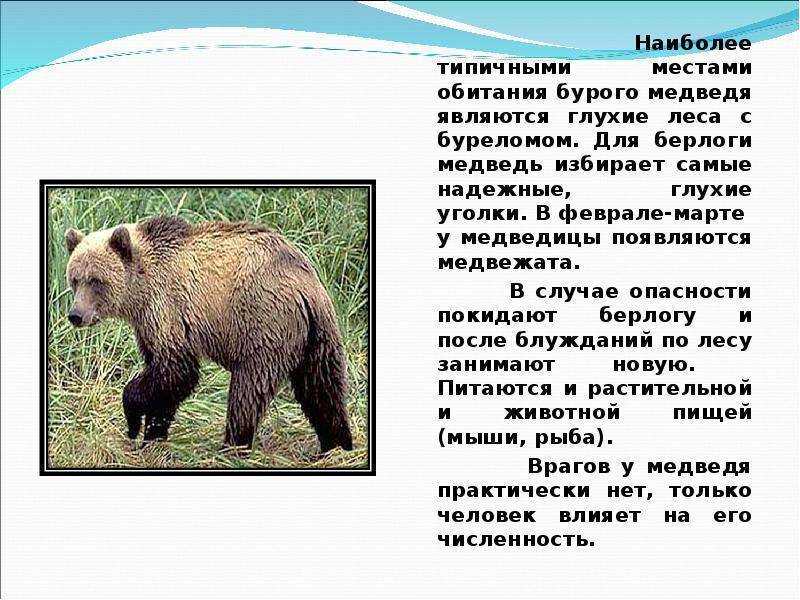Дикие и домашние животные. какую сказочную историю о диком или домашнем животном можно придумать? история о диком или домашнем животном 2