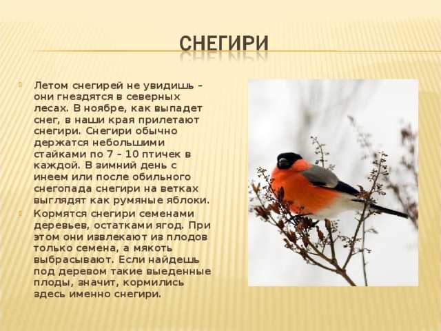 Посмотрел новый российский фильм-катастрофу «снегирь». он мог бы смело претендовать на «оскар»