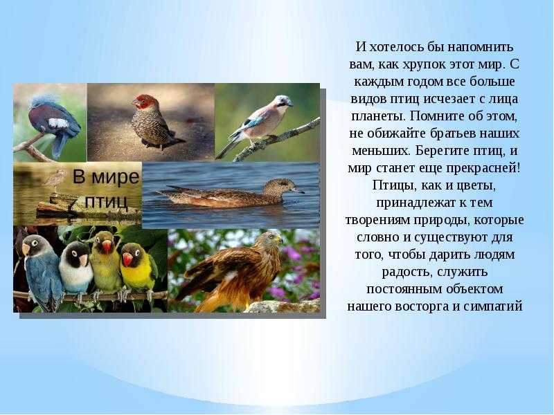 Презентация на ноу орнитофауна нашей местности  доклад, проект