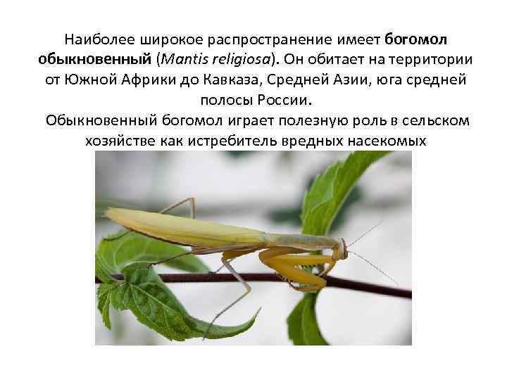 Насекомые: общая характеристика, развитие, строение, разнообразие видов, размножение