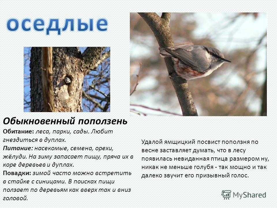 Сказка о зимующих и перелетных птицах. обучающие фильмы для малышей.