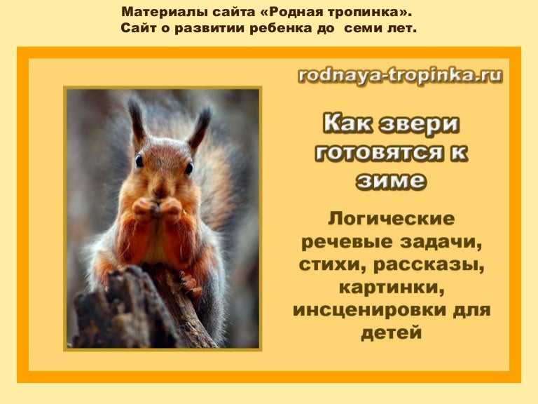 Спячка ежей, где и как зимуют ежики, сколько спит еж