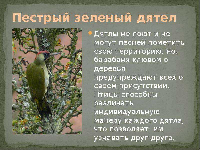 Лесной доктор дятел 1 класс конспект