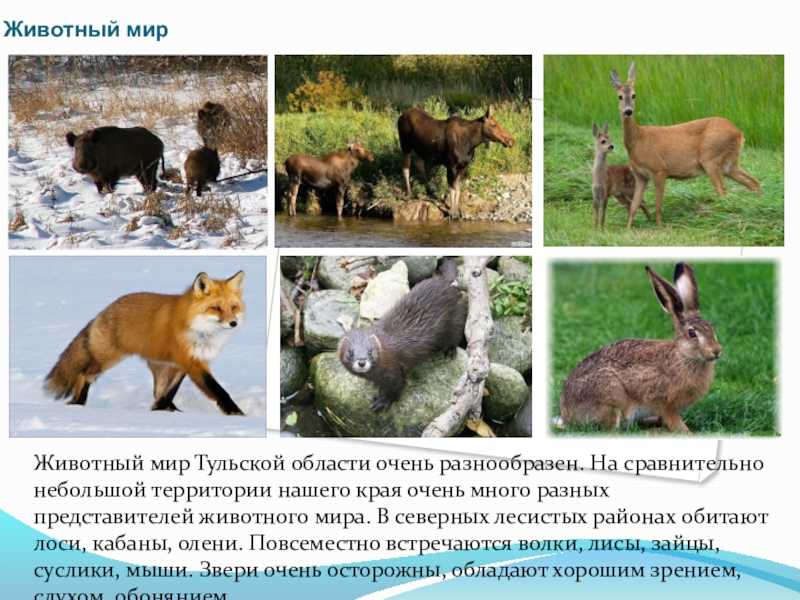 Красота животных 2. рассказ о красоте животных