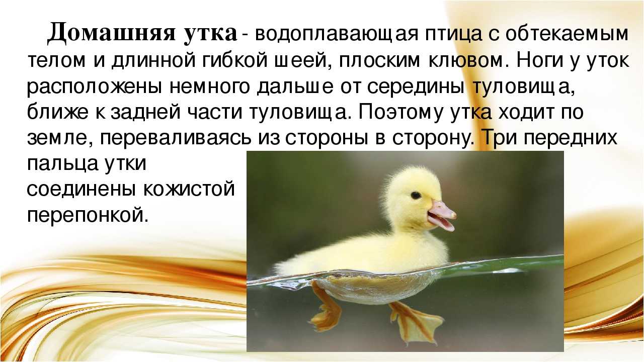 Сказка кривая уточка читать онлайн бесплатно