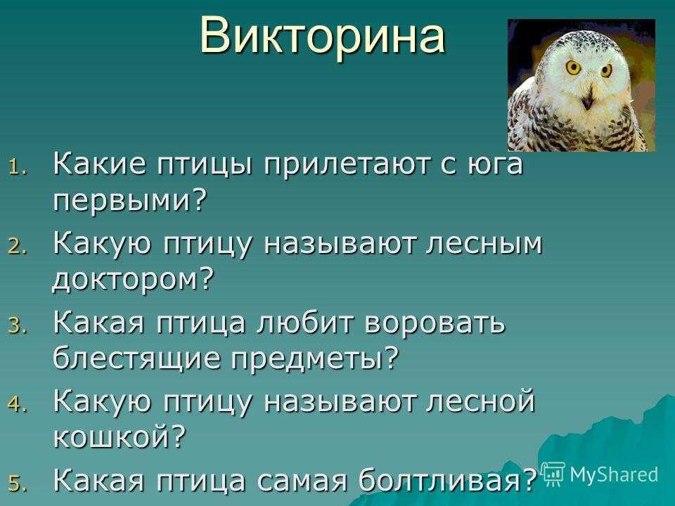Викторина «в мире животных»: вопросы о животных, угадай животное, викторина о домашних животных, живой уголок, угадай кто — интересные вопросы для всей семьи