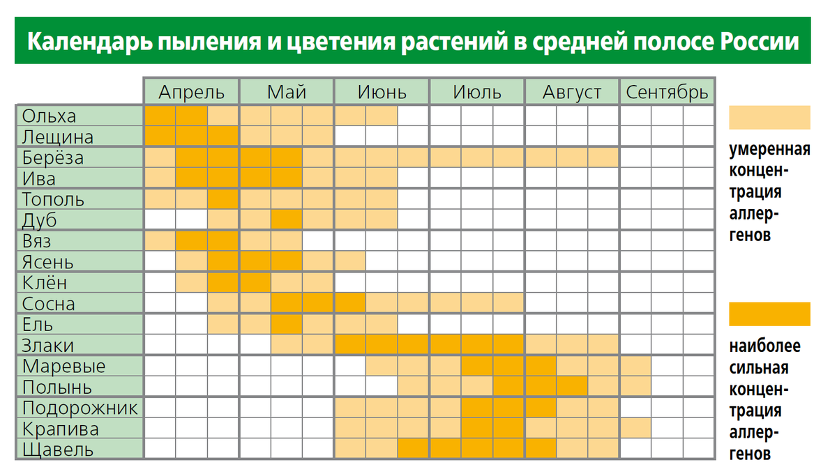 Сирень: выращивание в открытом грунте, обрезка, размножение, фото