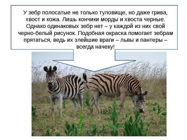 Сказка про животных в зоопарке, которые подружились с жирафом