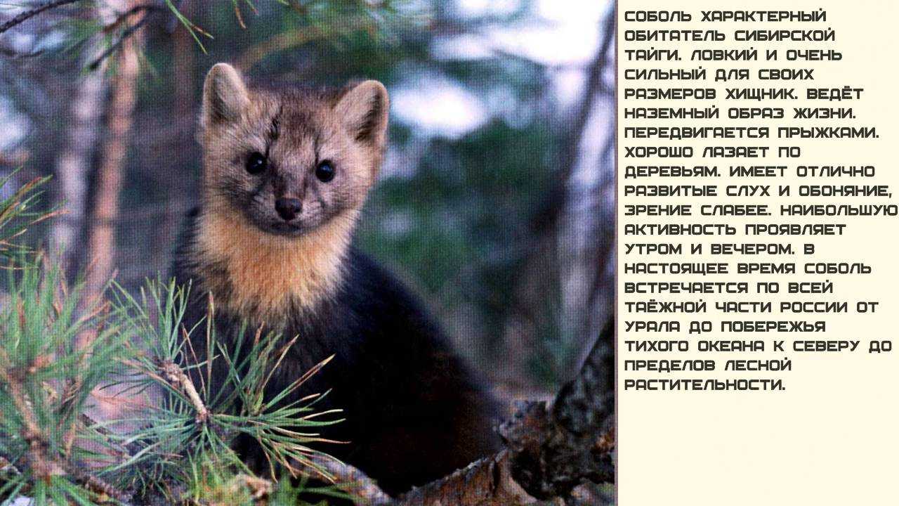 Сообщение о соболе 3 класс окружающий мир