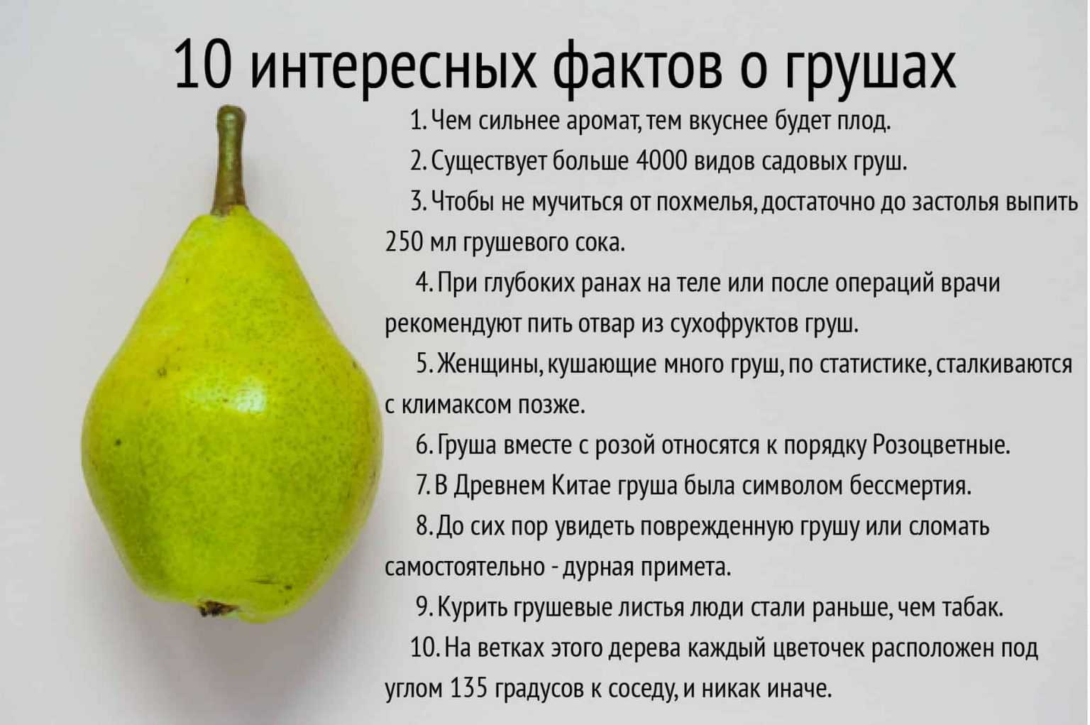 О прекрасной груше замолвите слово Несколько тысяч лет назад чудодейственная груша уже была известна людям А жила она в сказочной стране Грушевые истории