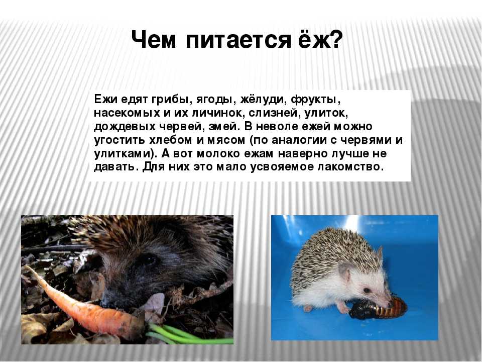 Сказка про ежика, который смог стать настоящим другом