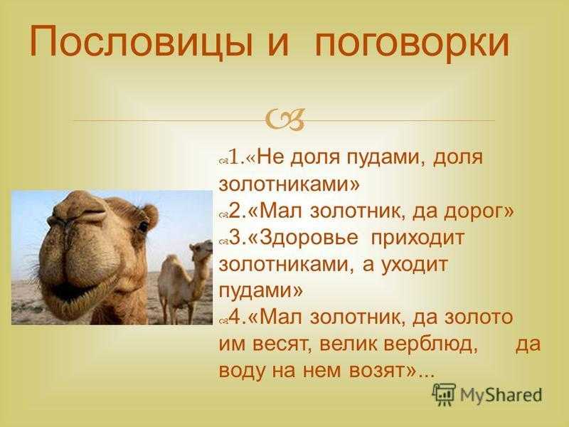 «легче верблюду пройти сквозь игольное ушко…»