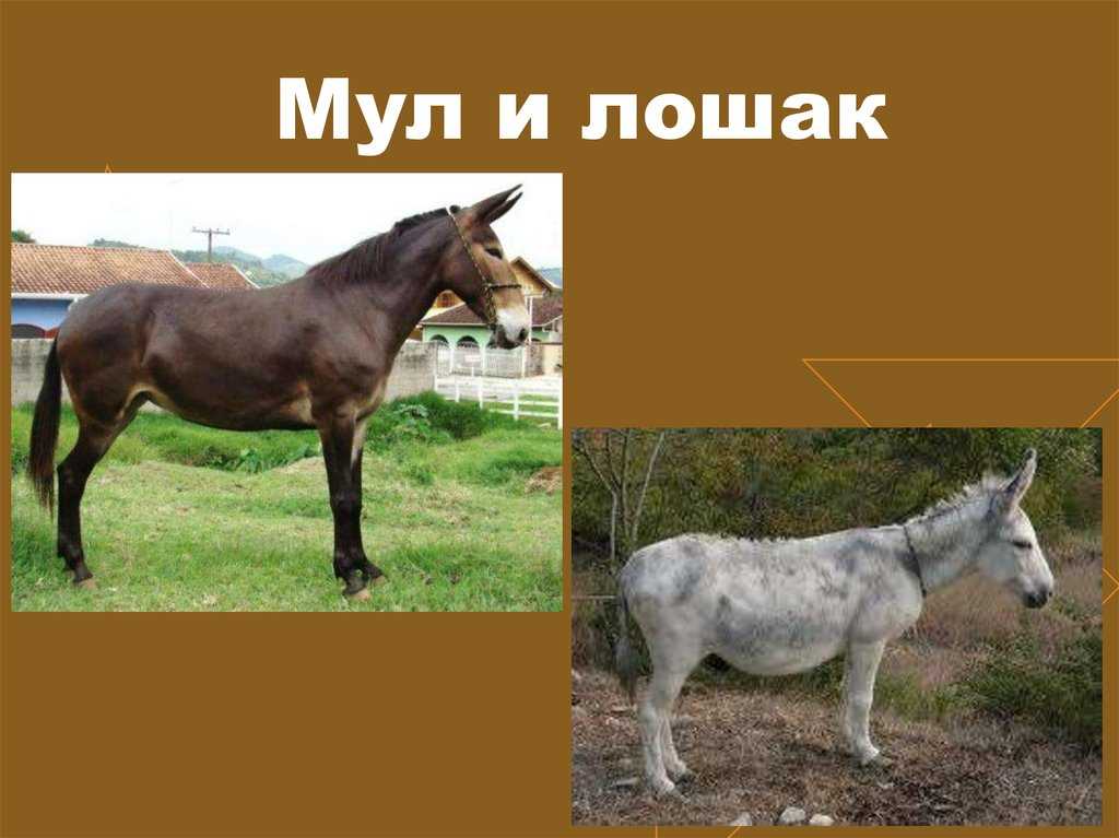 Басня осел и лошадь - лев толстой