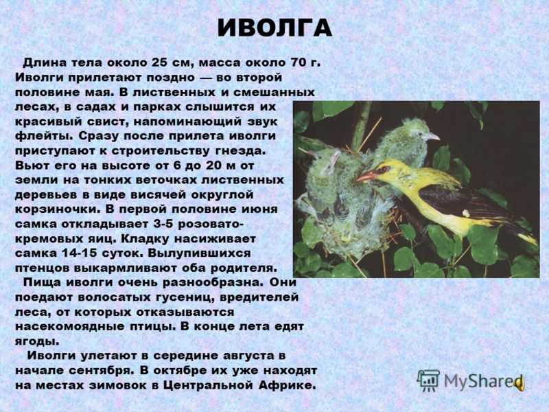 Существует поверье, что эта птица предсказывает дождь В народе ее ласково называют иволга В легенде говорится, что когда все звери и птицы трудились над