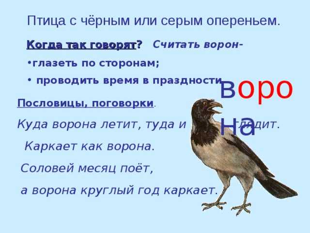 Сколько слов ворона. Птица с черным или серым оперением. Пословицы о воронах. Ворона рифма. Пословицы про ворону.