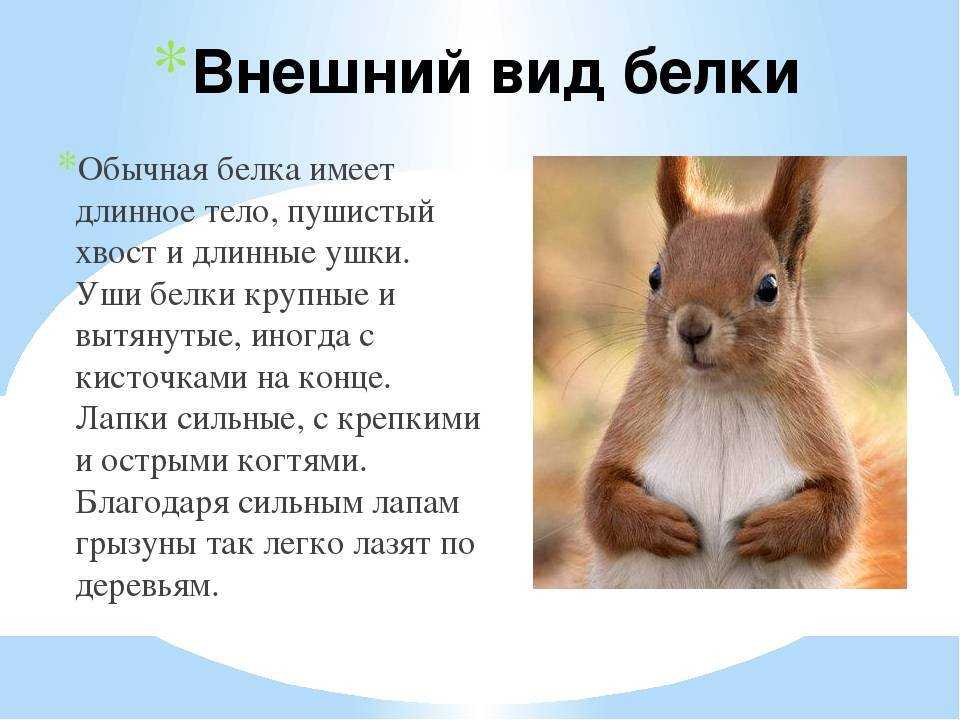 Короткие рассказы о животных