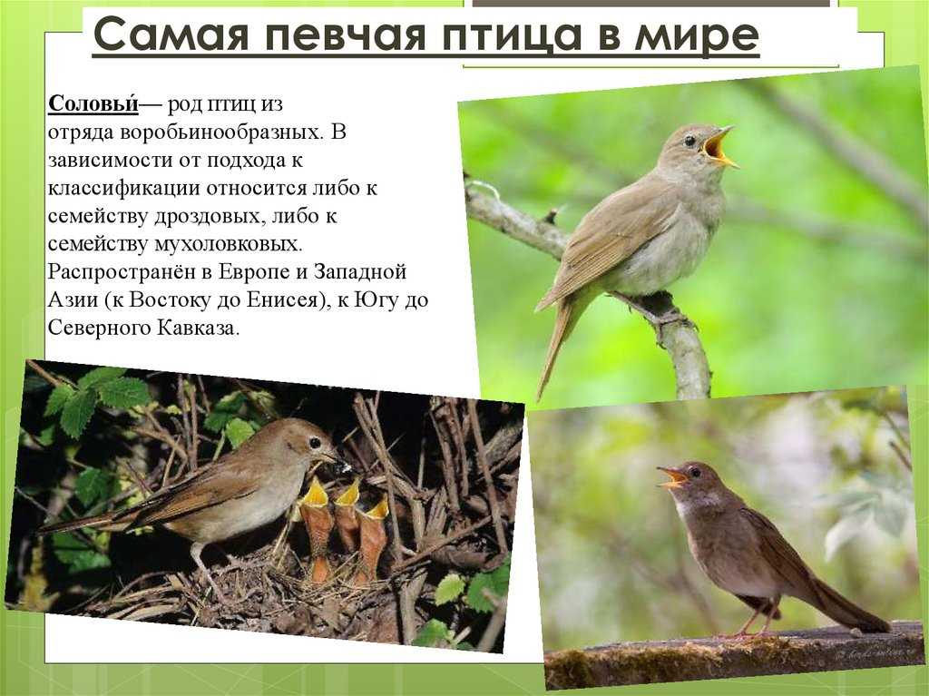 Самые маленькие птицы в россии: топ-10
