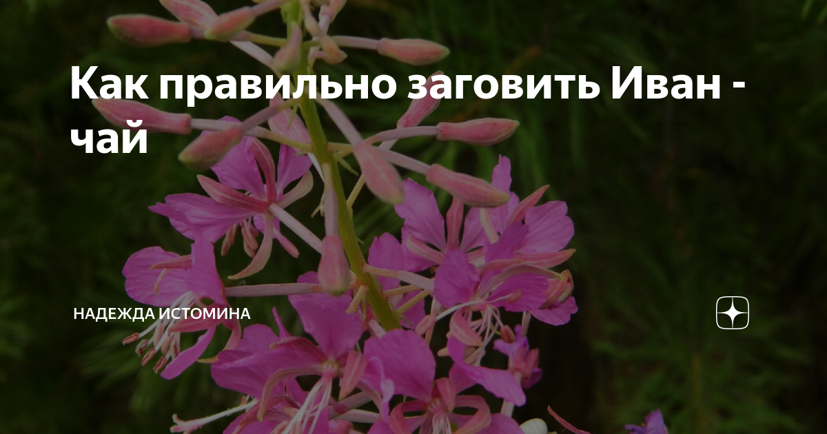 Составь какую-нибудь историю или сказку про иван чай большую - узнавалка.про