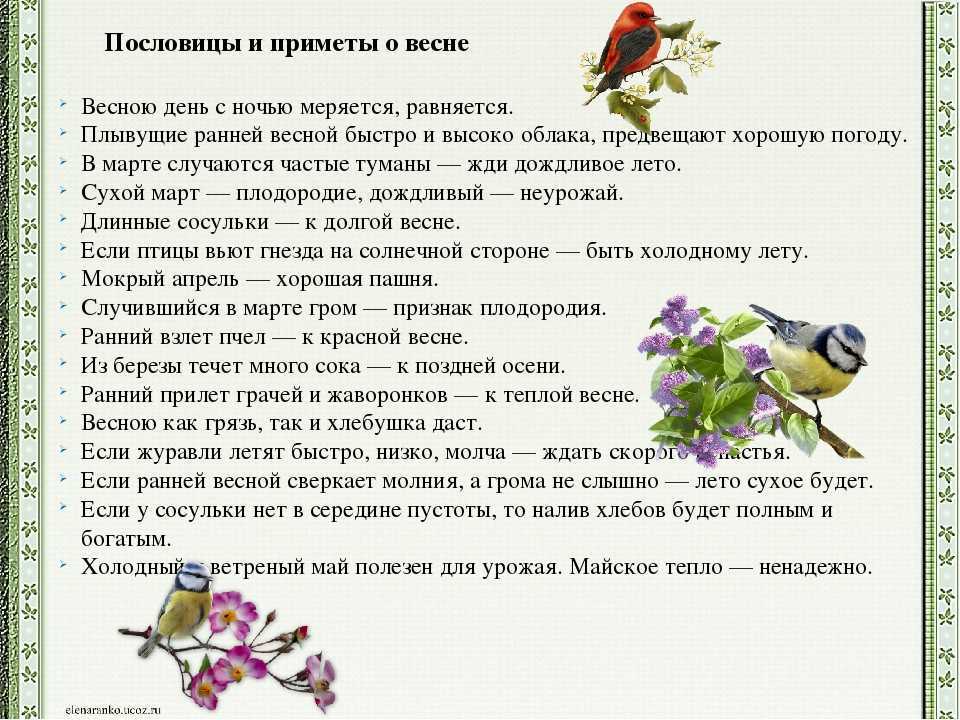 Пословицы и поговорки про птиц для детей