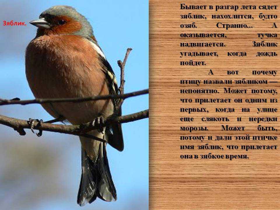 Зяблик птица. образ жизни и среда обитания зяблика