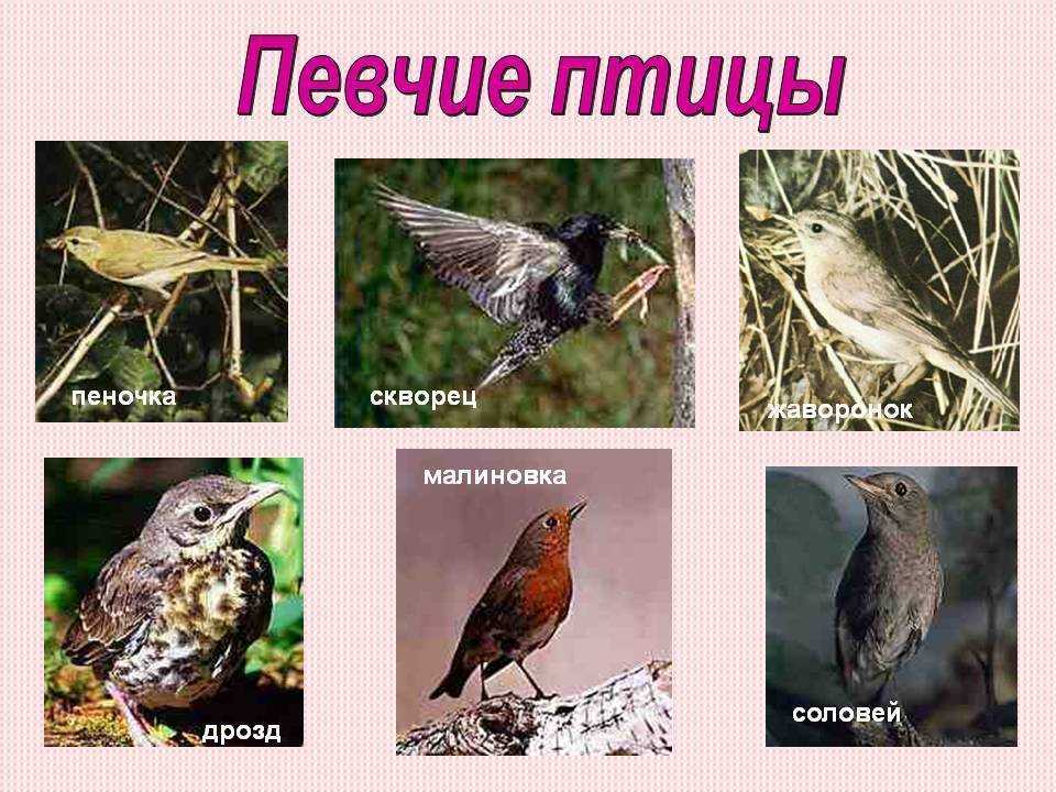Какие есть птицы похожие на воробьев