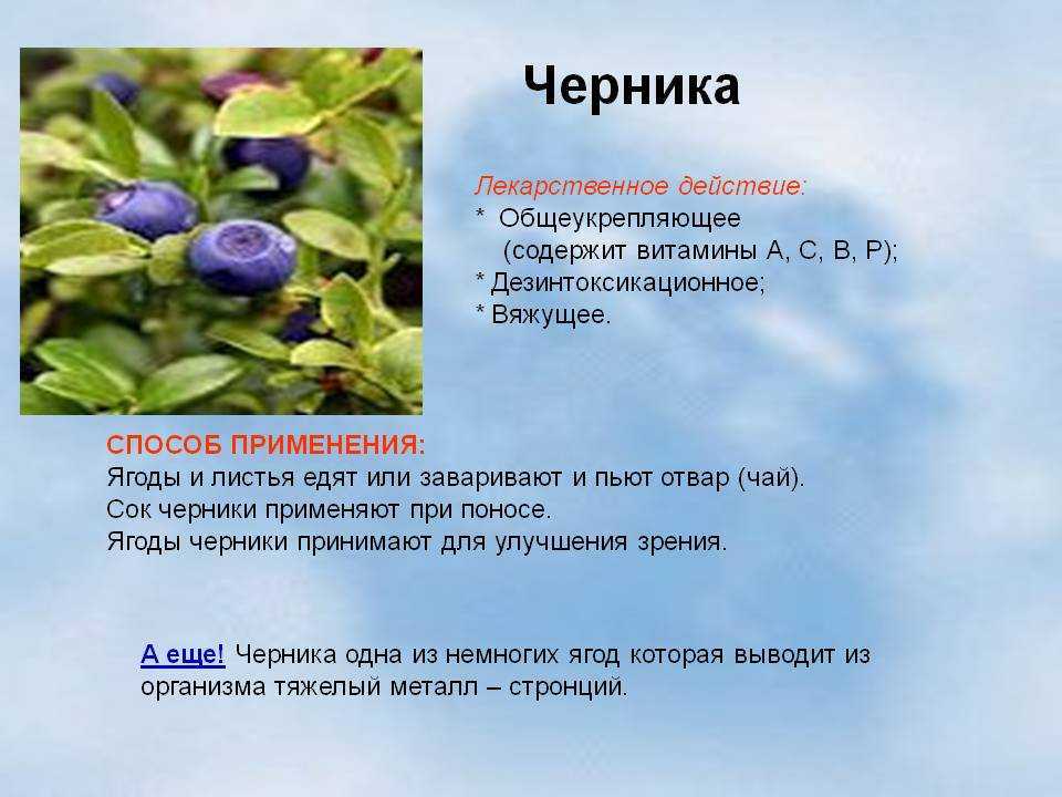 Черника: посадка, размножение, уход, сбор урожая, как выглядит куст фото, как вырастить из семян, особенности пересадки, полезные свойства, условия выращивания