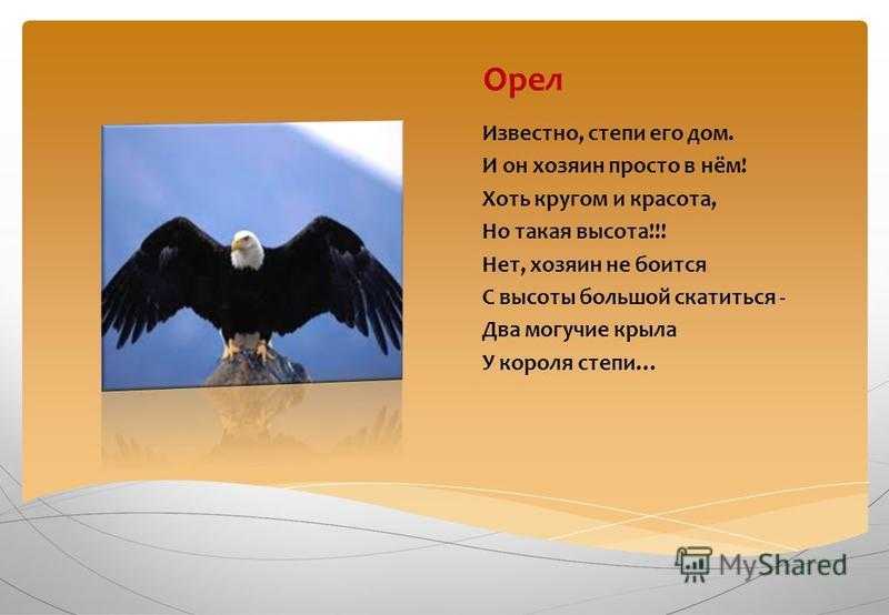 Цитаты на тему «орел»