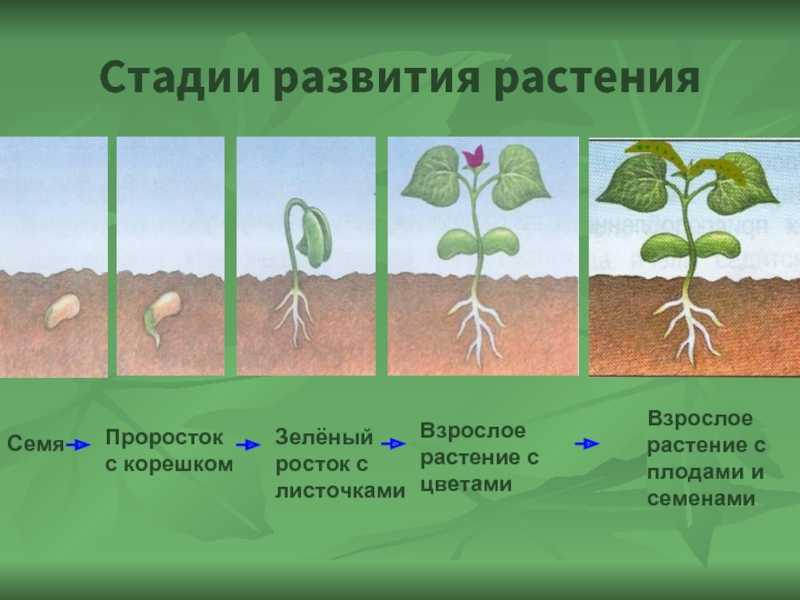 Развитие биосферы - чернова н.м., былова а.м. общая экология. учебник