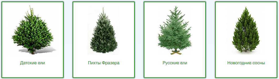 Хвойные и лиственные леса