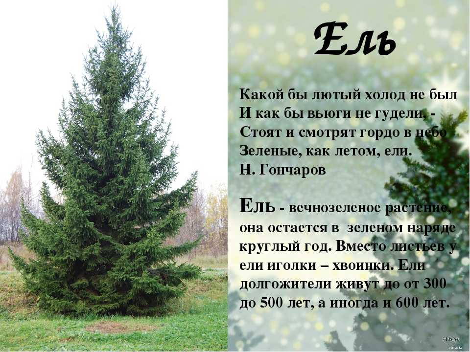 Ель – описание, виды, где растет, размножение, фото