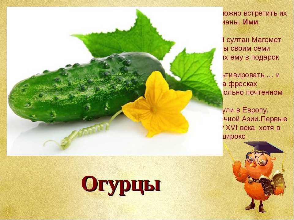 Пословицы об овощах и поговорки об овощах