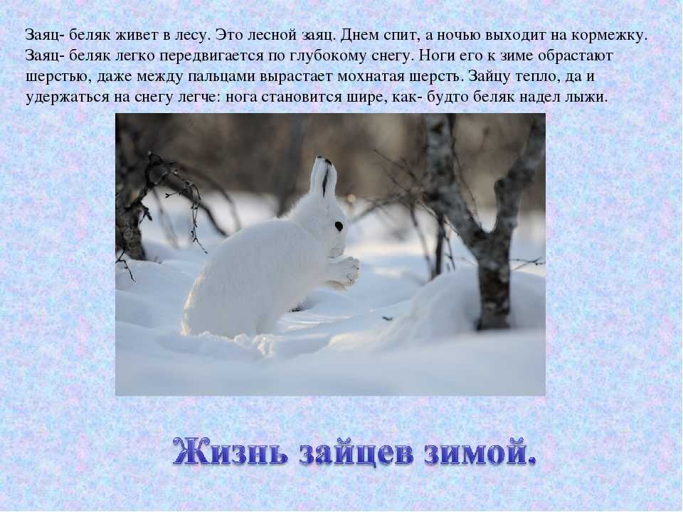 Урок русского языка 4 класс. сочинение "белка".