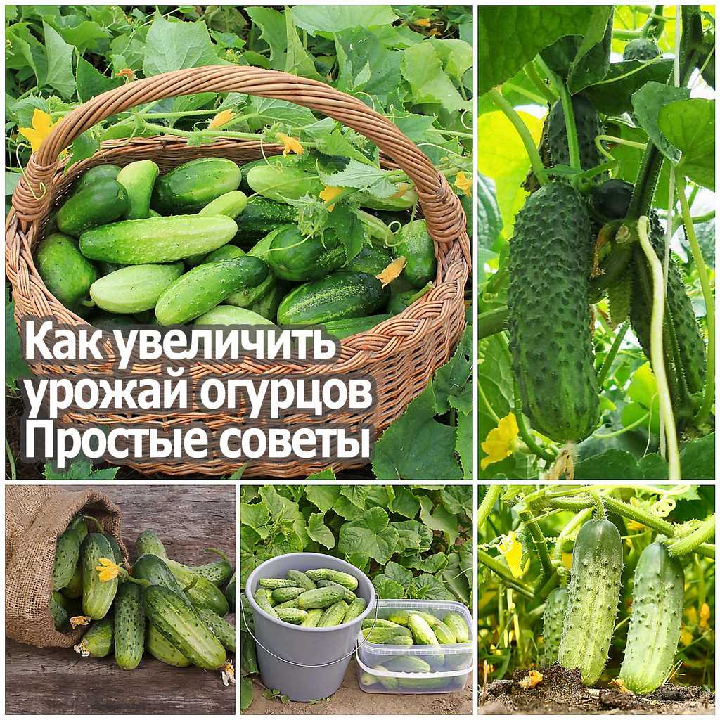 Завязи огурцов не растут: почему и что делать? | дача