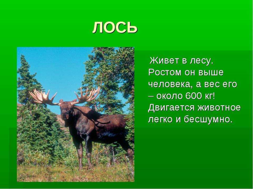 Доклад на тему лось для детей 1, 2, 4, 3, 5 класса сообщение
