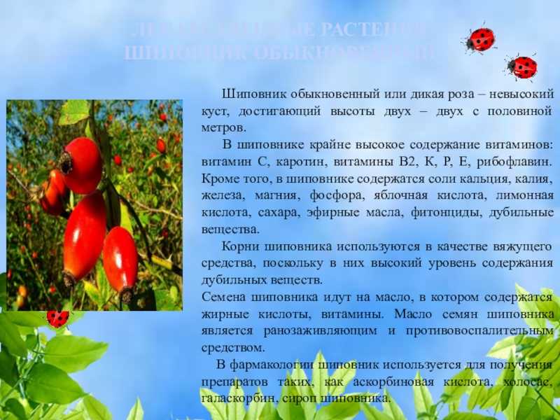 Чем полезен шиповник: свойства, рецепты