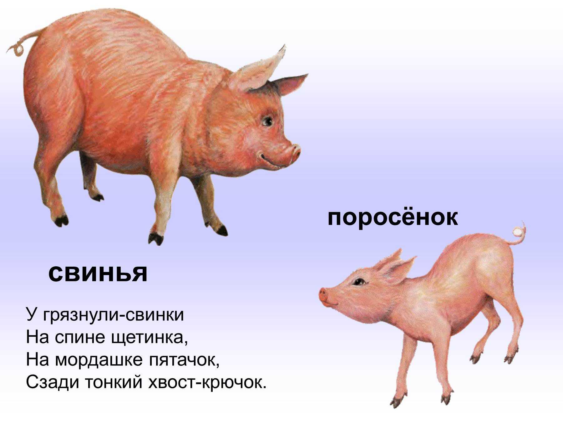Почему свинья самое умное животное: 6 доказательств