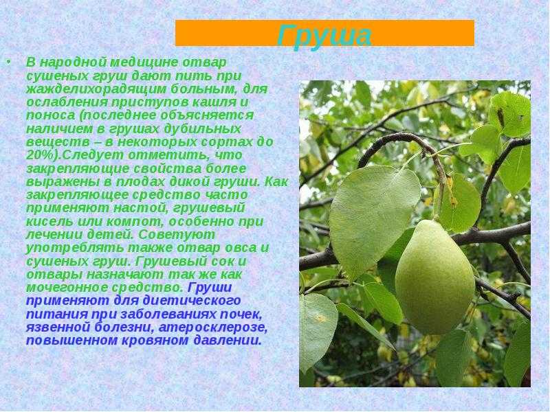 Как слепить гусеницу из пластилина, сделать мастер класс своими руками с фото