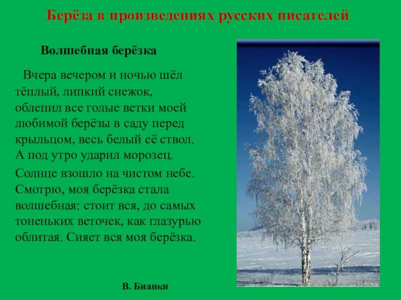 Стихи про березу — полная подборка красивых стихотворений