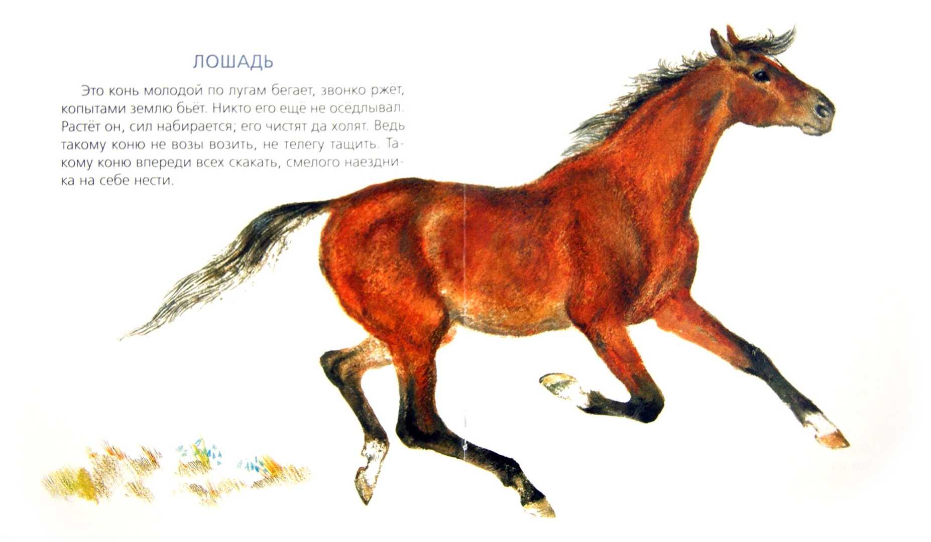 Произведение про коня. Чарушин лошадь. Рассказ о лошади. Чарушин на нашем дворе иллюстрации.