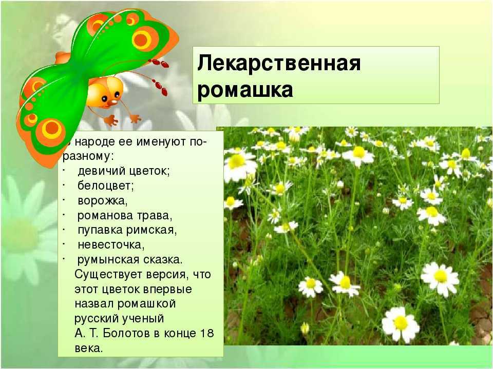 Ромашка садовая (нивяник обыкновенный) – интересные факты