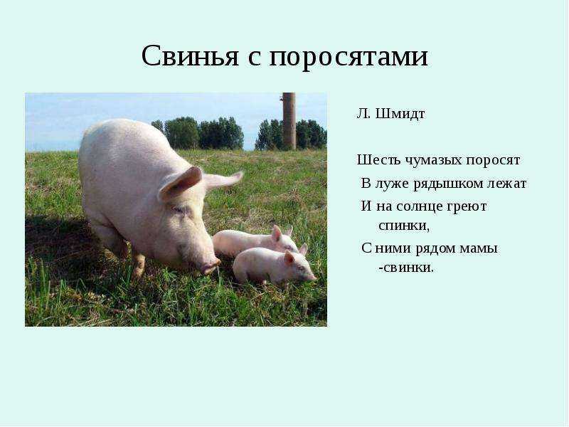 Насколько свиньи умны? | знание – свет