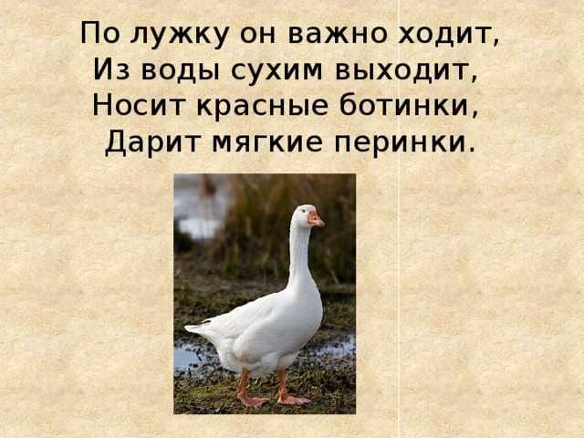 Что за птица гусь: все самые интересные факты. смотреть что такое "гусь" в других словарях