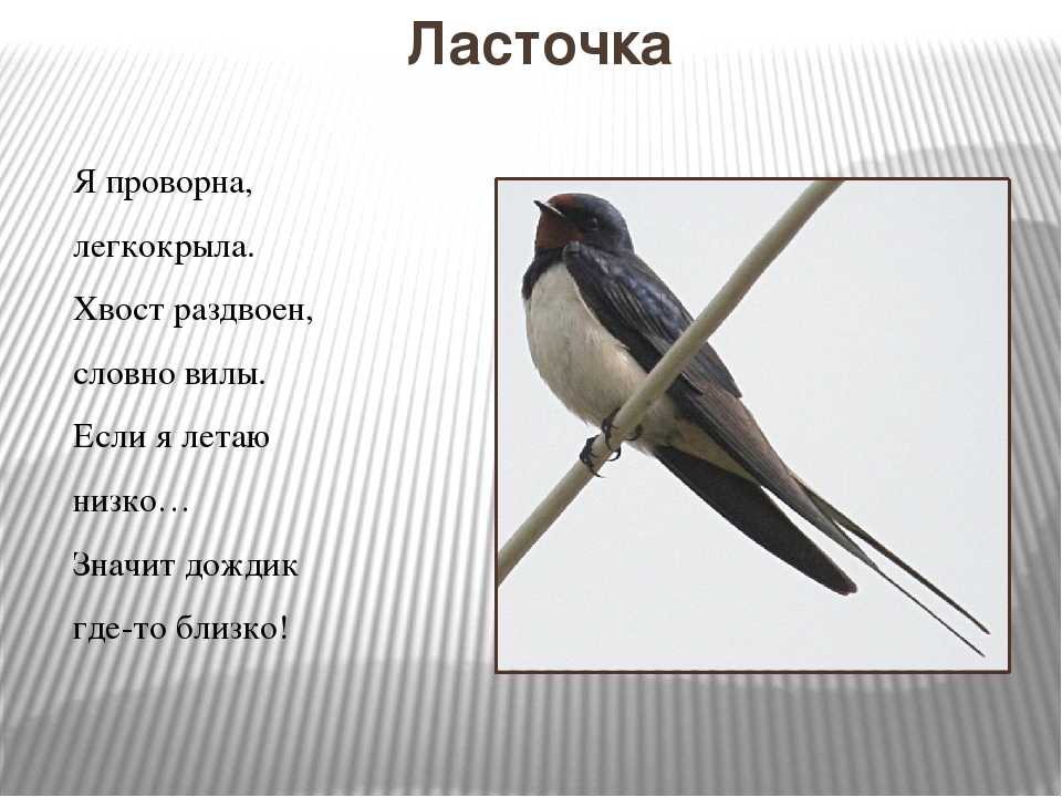 Ласточка интересные факты для детей. внешний вид и особенности