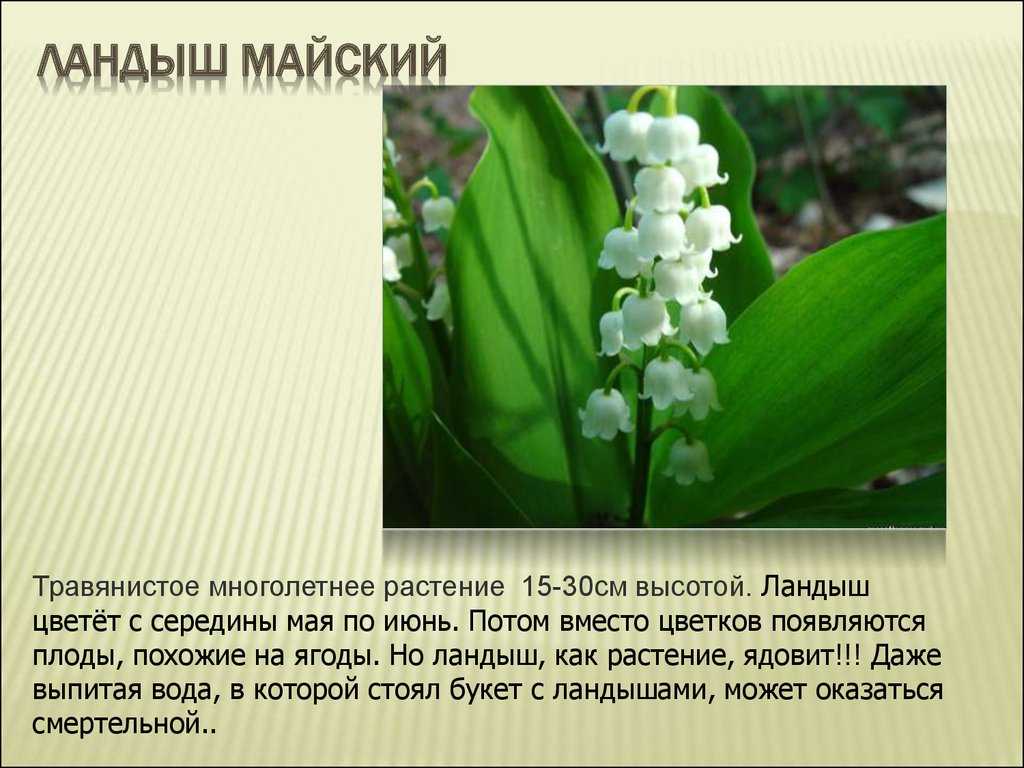 Ландыш майский: описание, когда цветёт, где растёт, интересные факты